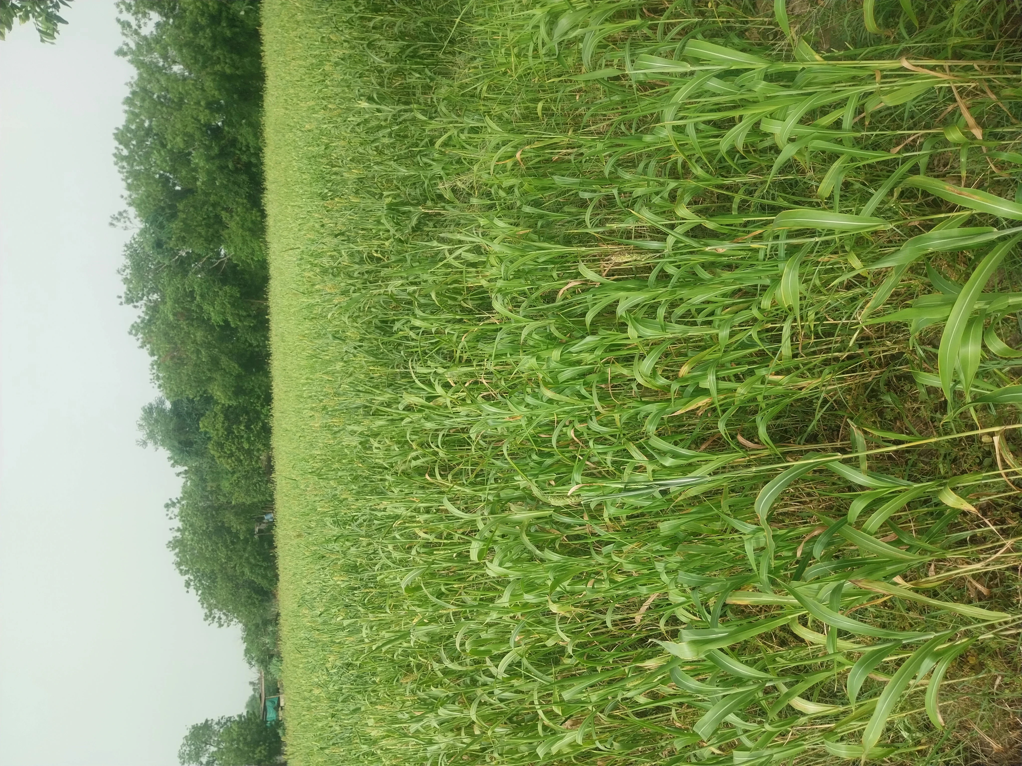 LAND FOR SELL IN KHEDA for sale in 